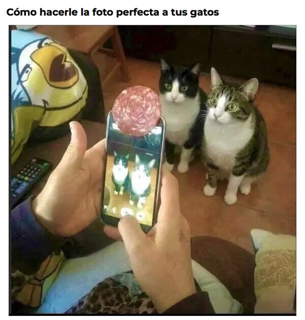 Otros - Para que tus gatos miren a cámara