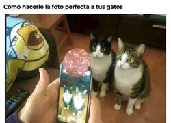 Enlace a Para que tus gatos miren a cámara