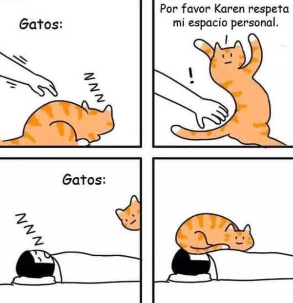 Otros - El espacio de un gato