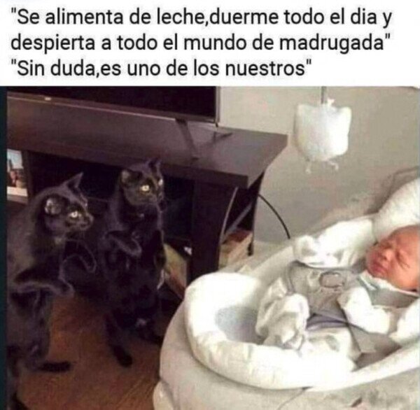 Otros - Los bebés son como los gatos