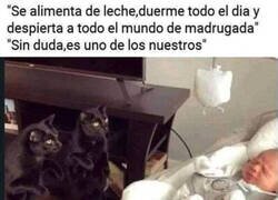 Enlace a Los bebés son como los gatos