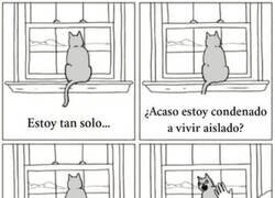 Enlace a La soledad de un gato