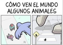 Enlace a Como ven el mundo algunos animales