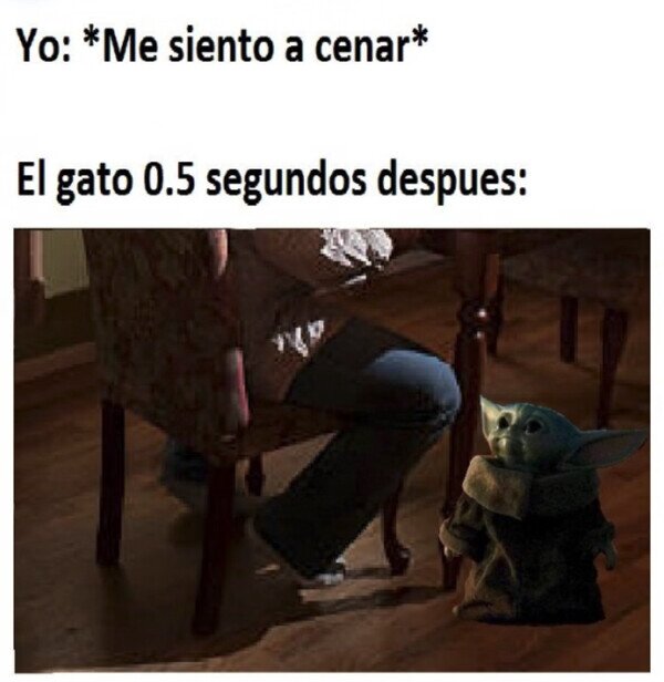 sentar,cena,gato