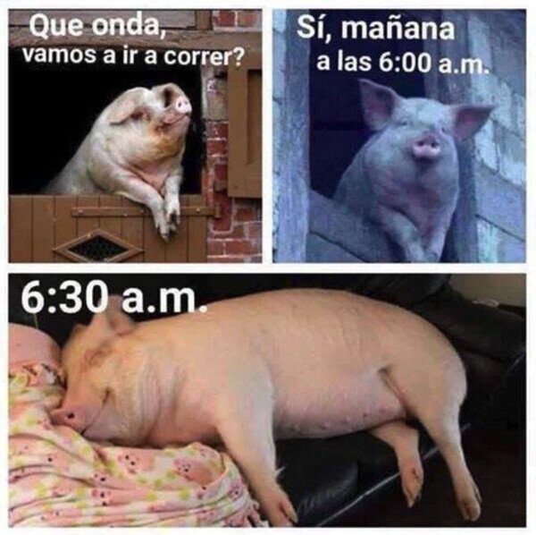 Meme_otros - Soy un cerdito dormilón
