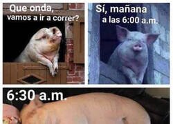 Enlace a Soy un cerdito dormilón