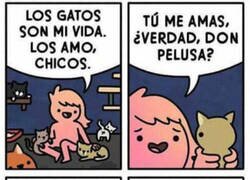 Enlace a Los gatos son mi vida