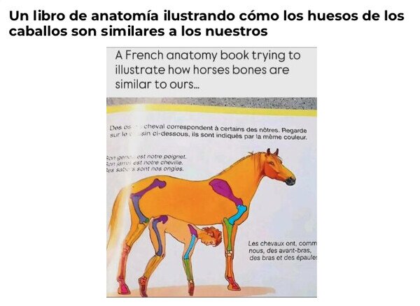 caballo,huesos,humano,wtf