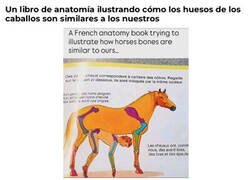 Enlace a La ilustración no es la más acertada