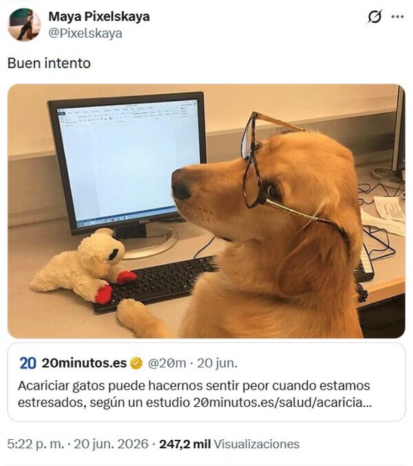 perro,gatos,acariciar,escribir