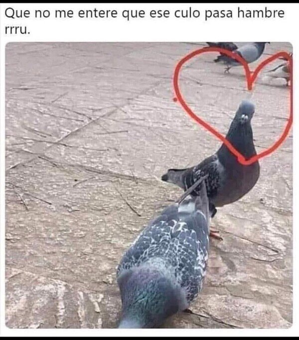 Meme_otros - Amor palómico
