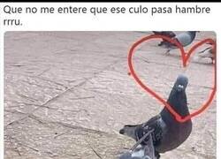Enlace a Amor palómico
