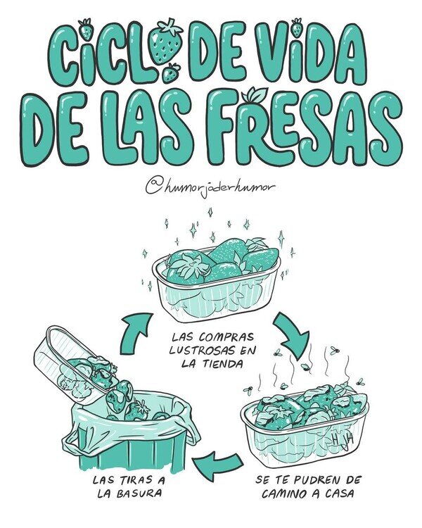 Otros - Ciclo de vida de las fresas