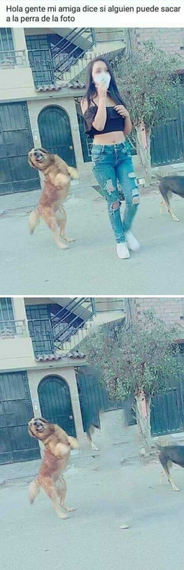 Otros - Firmado: El perro