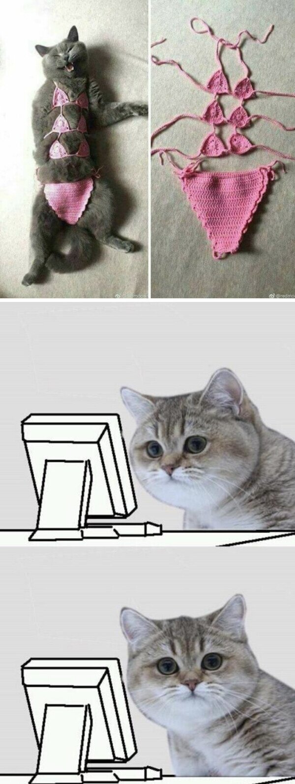 gato,bikini,wtf