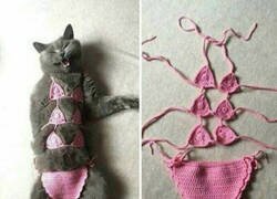 Enlace a Puede abrirse un OnlyCats