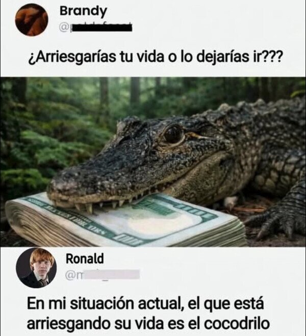 dinero,cocodrilo,riesgo