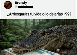 Enlace a ¿Quién arriesga aquí?