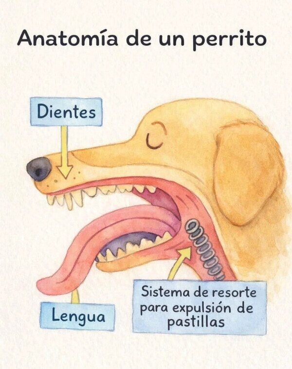 Meme_otros - Anatomía de un perrito
