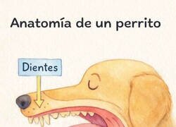 Enlace a Anatomía de un perrito
