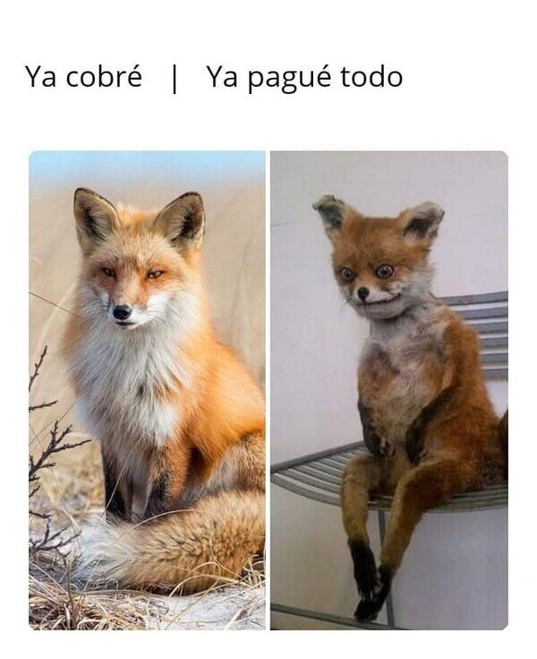 Meme_otros - Las deudas me dejaron seco