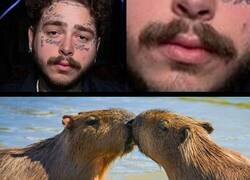 Enlace a El bigote de Post Malone son dos capibaras besándose