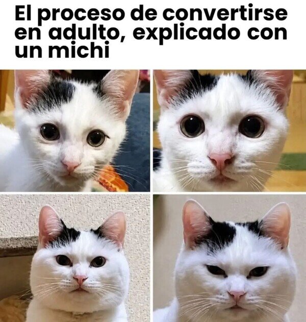 Meme_otros - Así madura un gato