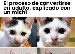 Enlace a Así madura un gato