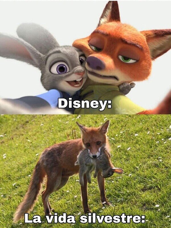 zorro,conejo,disney,vida real