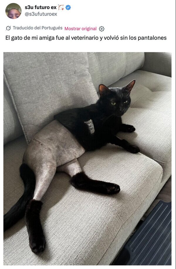 veterinario,gato,pelo,pantalones