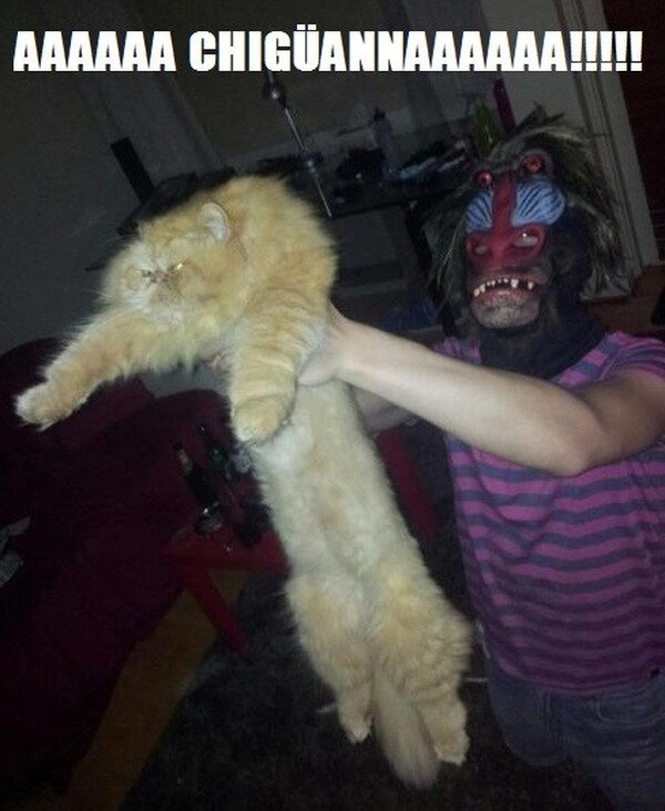 gato,Rey Le&oacute;n