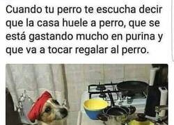 Enlace a El Firulais también colabora