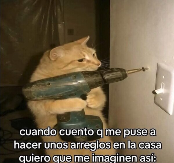 arreglos,casa,gato