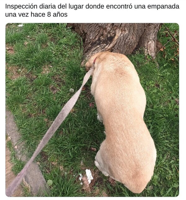 perro,inspecci&oacute;n,empanada