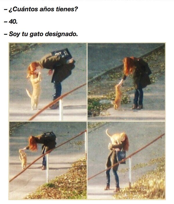 Otros - Gato asignado