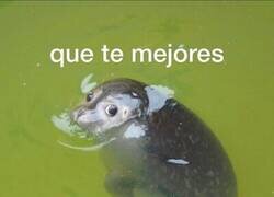 Enlace a Deseo que te mejores