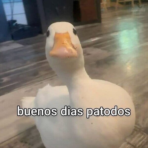 Meme_otros - Mis deseos patodo el día