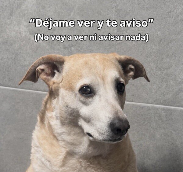 Meme_otros - Ni veo ni aviso