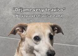Enlace a Ni veo ni aviso