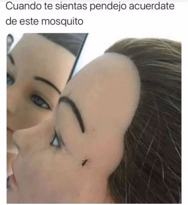 Meme_otros - Mosquito tonto