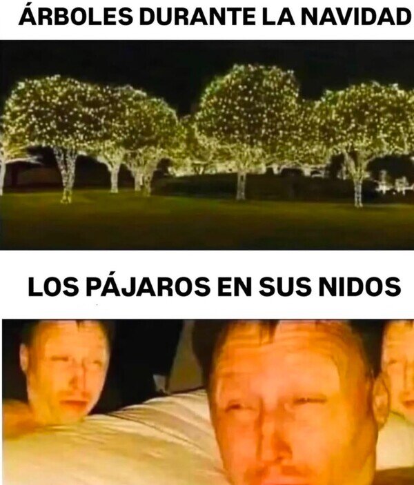 Meme_otros - Nadie pensó en los pájaros