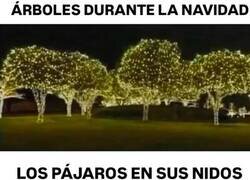 Enlace a Nadie pensó en los pájaros