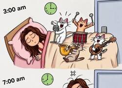 Enlace a Malditos gatos sin responsabilidades