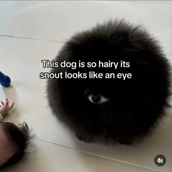 Meme_otros - Este perro parece una bola de pelo con un ojo