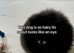 Enlace a Este perro parece una bola de pelo con un ojo