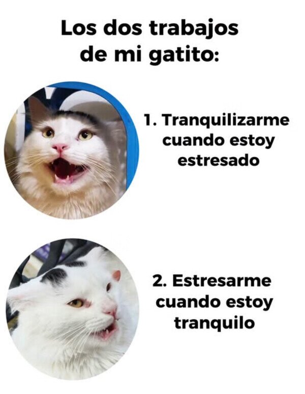 Otros - Mi gato hace dos cosas