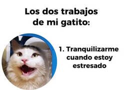 Enlace a Mi gato hace dos cosas