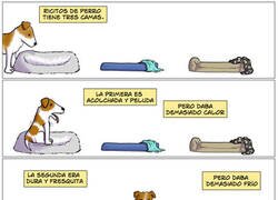 Enlace a Así deciden los perros