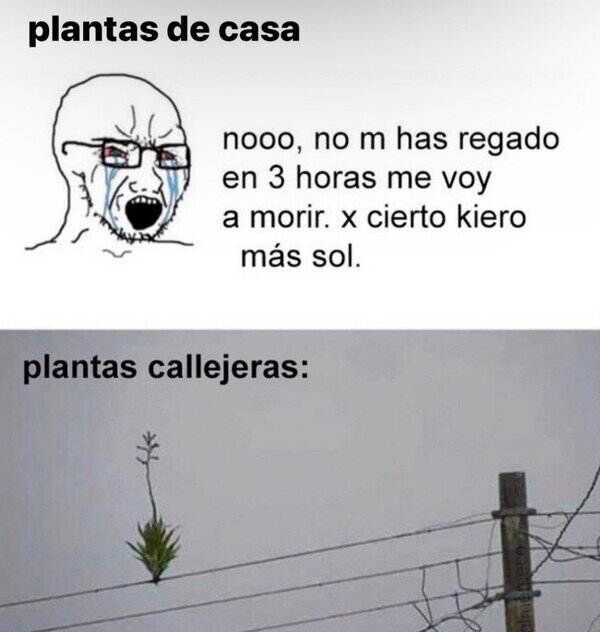 Meme_otros - Las plantas callejeras sobreviven a cualquier cosa