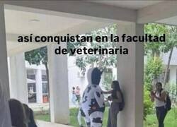 Enlace a Son sus costumbres